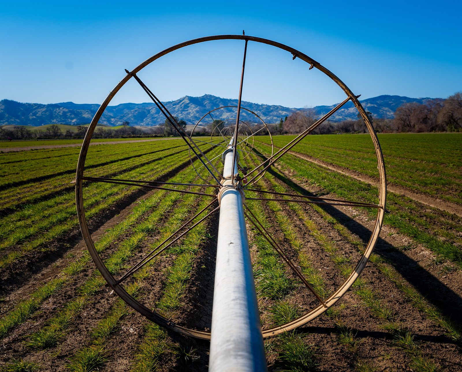 Irrigation pivot wheel line in a field